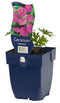 Griffioen - Geranium sanguineum