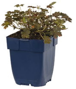 Griffioen - Geranium 'Sanne'