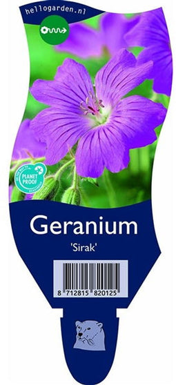 Griffioen - Geranium 'Sirak'