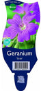 Griffioen - Geranium 'Sirak'
