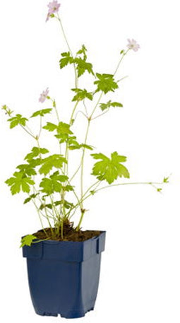 Griffioen - Geranium versicolor