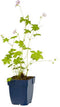 Griffioen - Geranium versicolor