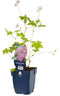Griffioen - Geranium versicolor