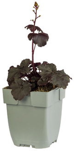 Griffioen - Heuchera 'Black Sea'