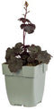 Griffioen - Heuchera 'Black Sea'