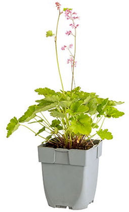 Griffioen - Heucherella 'Pink Revolution'