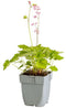 Griffioen - Heucherella 'Pink Revolution'