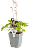 Griffioen - Heucherella 'Pink Revolution'