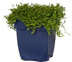Griffioen - Isotoma fluviatilis 'Alba'