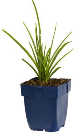 Griffioen - Kniphofia uvaria