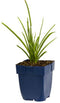 Griffioen - Kniphofia uvaria