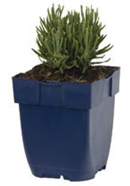 Griffioen - Lavandula ang. 'Dwarf Blue'