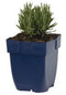 Griffioen - Lavandula ang. 'Dwarf Blue'