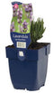Griffioen - Lavandula ang. 'Dwarf Blue'