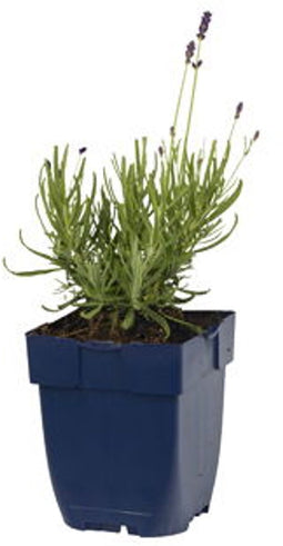 Griffioen - Lavandula ang. 'Hidcote'