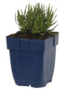 Griffioen - Lavandula ang. 'Rosea'