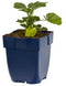 Griffioen - Lavatera 'Baby Barnsley'