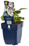 Griffioen - Lavatera 'Baby Barnsley'