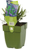 Griffioen - Lavendel kruid Lavandula angustifolia