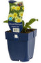 Griffioen - Leucanthemum 'Broadway Lights'