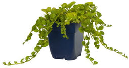 Griffioen - Lysimachia nummularia