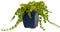 Griffioen - Lysimachia nummularia