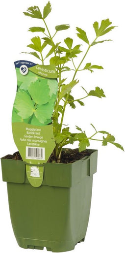 Griffioen - Maggiplant Levisticum officinale