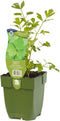Griffioen - Maggiplant Levisticum officinale