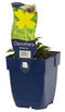 Griffioen - Oenothera 'African Sun'