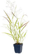 Griffioen - Panicum virg. 'Heavy Metal'
