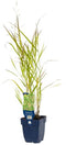 Griffioen - Panicum virg. 'Heavy Metal'