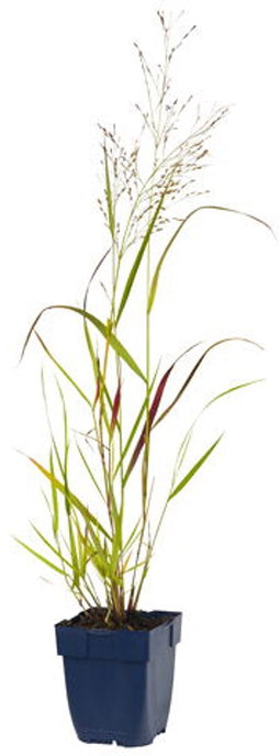 Griffioen - Panicum virgatum 'Squaw'