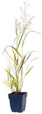 Griffioen - Panicum virgatum 'Squaw'
