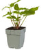 Griffioen - Persicaria ampl. 'White Eastfield'