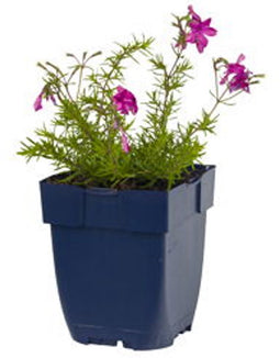 Griffioen - Phlox (S) 'MacDaniel's Cushion'