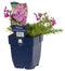 Griffioen - Phlox (S) 'MacDaniel's Cushion'