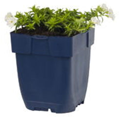 Griffioen - Phlox (S) 'Maischnee'