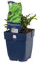 Griffioen - Polypodium vulgare