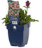 Griffioen - Prunella grand. 'Bella Deep Rose'