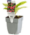 Griffioen - Pulmonaria 'Shrimps on the Barbie'