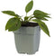 Griffioen - Rudbeckia fulg. 'Little Goldstar'