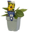 Griffioen - Rudbeckia fulg. 'Little Goldstar'