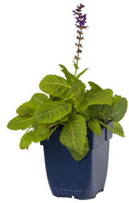 Griffioen - Salvia nem. 'Mainacht'