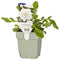 Griffioen - Scabiosa col. 'Flutter Pure White'