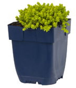 Griffioen - Sedum acre 'Yellow Queen'