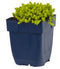 Griffioen - Sedum acre 'Yellow Queen'