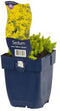 Griffioen - Sedum acre 'Yellow Queen'