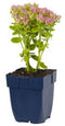 Griffioen - Sedum spectabile 'Brillant'