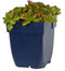 Griffioen - Sedum spur. 'Schorbuser Blut'