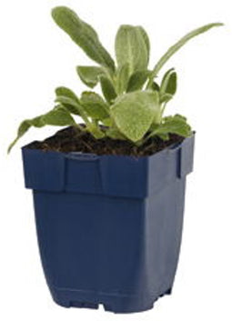 Griffioen - Stachys byz. 'Silver Carpet'